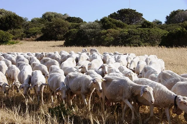 Avviso denuncia introduzione bestiame al pascolo comunale - annata agraria 2025